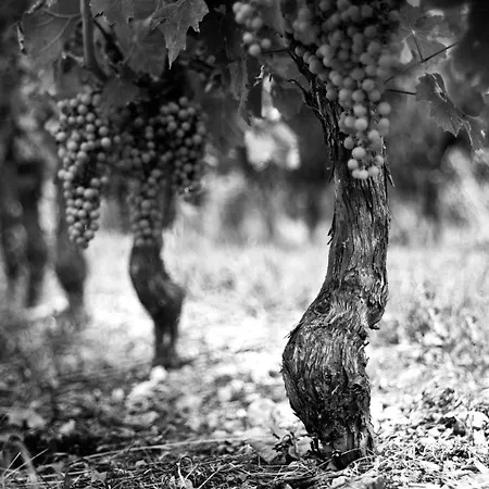 Chateau Rousselle Bed & Breakfast