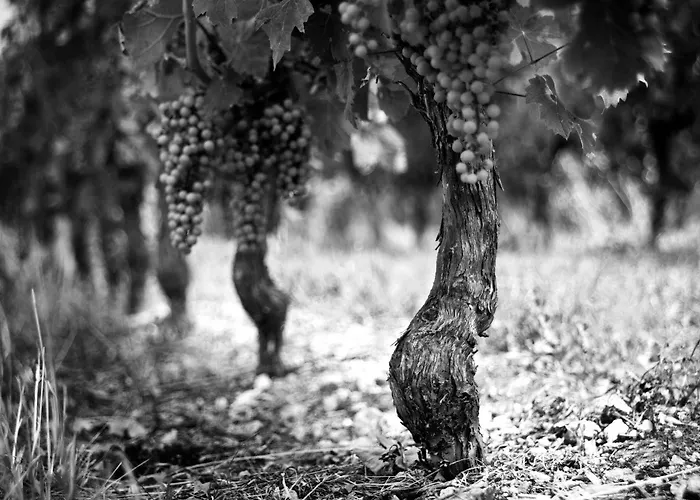 Chateau Rousselle Bed & Breakfast